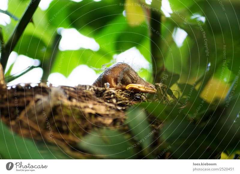 Blackbird chick in a hidden nest Life Summer Nature Spring Plant Tree Rose Garden Animal Bird 1 Baby animal Feeding Scream Yellow Considerate Nest blackbird