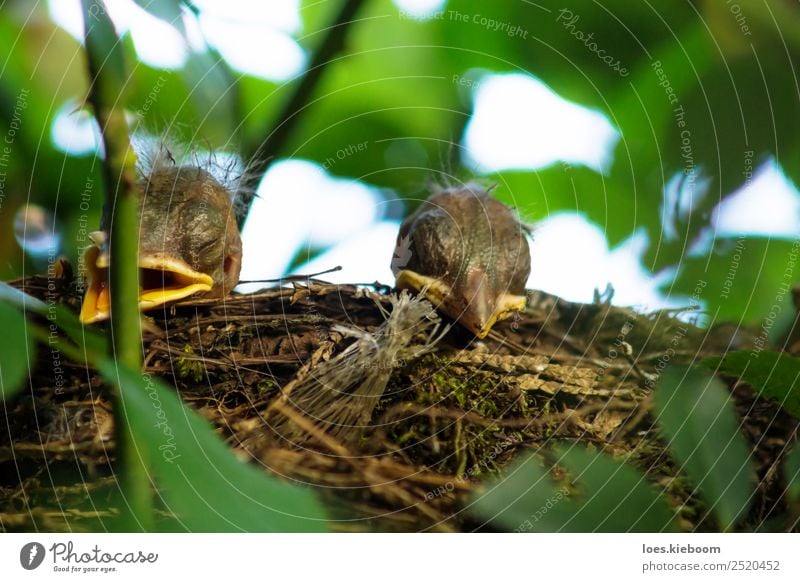 Two Blackbird chicks in a hidden nest Life Summer Nature Plant Rose Animal Bird 2 Baby animal Feeding Brown Yellow Green Considerate Nest blackbird hungry Wild