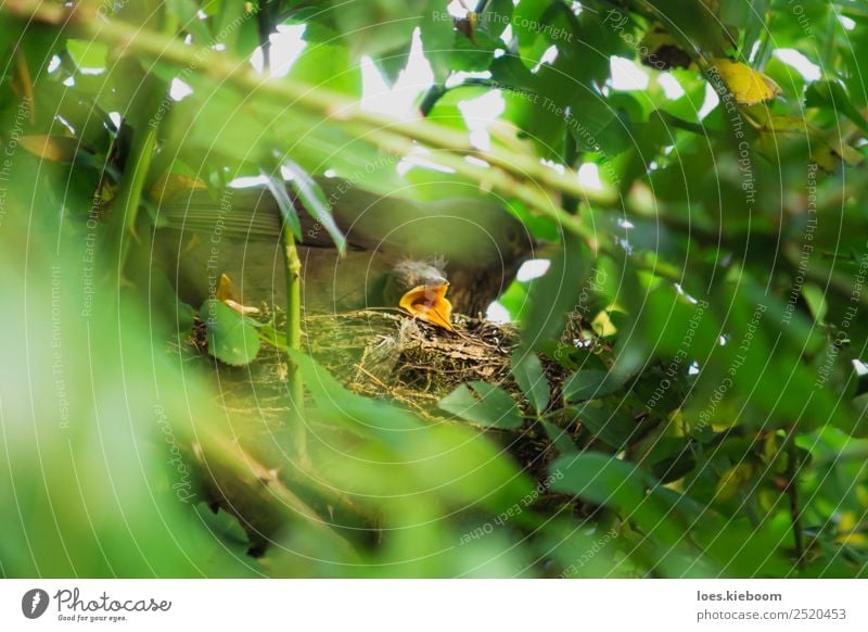 Two Blackbird chicks in a hidden nest with mother on top Life Summer Baby Family & Relations Nature Animal Bird 3 Baby animal Animal family Feeding Brown Yellow