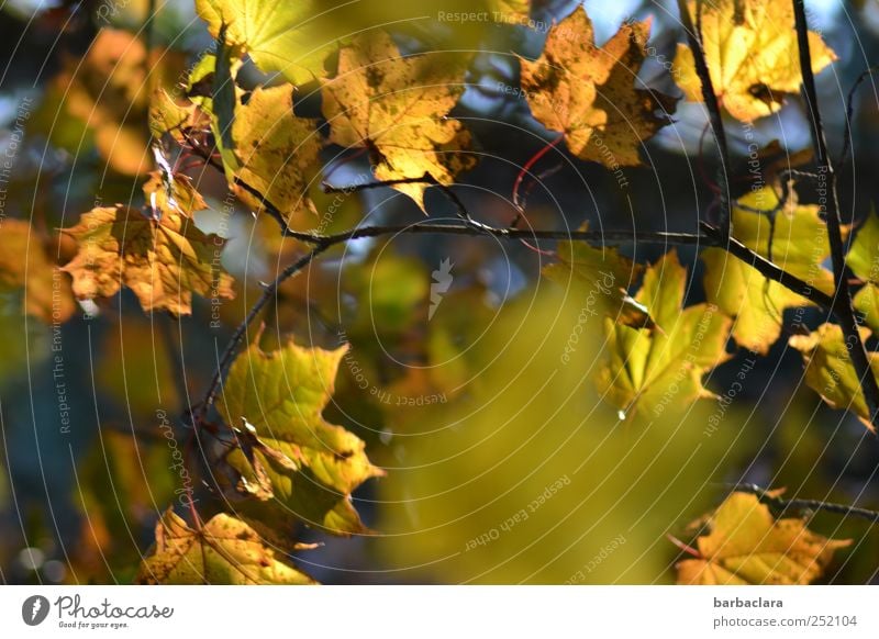 Autumn leaves Tree Leaf Hang Illuminate Many Blue Brown Yellow Gold Green Colour Moody Colour photo Exterior shot Deserted Day Light Sunlight