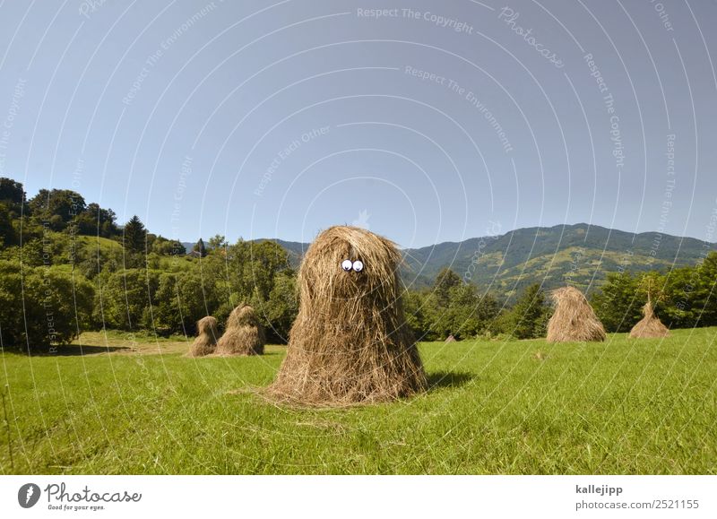 trump tower Human being Culture Environment Nature Landscape Plant Animal Cloudless sky Climate Meadow Field Uniqueness Blue Hay Straw Stupid Doofus strawhead