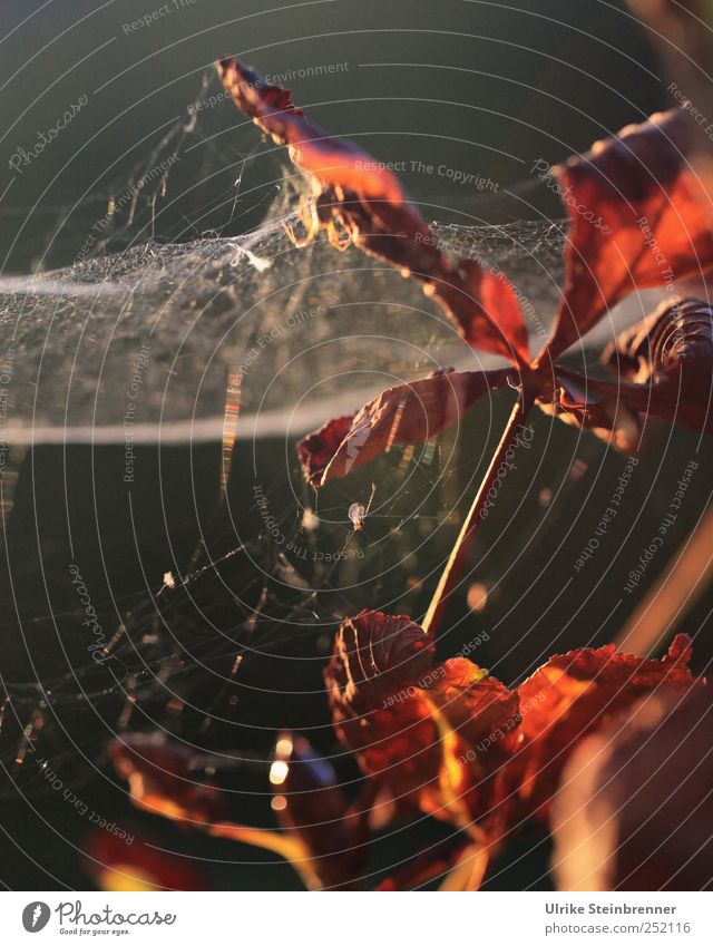 autumn gossamer Environment Nature Plant Autumn Tree Leaf Chestnut Chestnut leaf Chestnut tree Garden Hang Illuminate Faded To dry up Simple Natural Brown