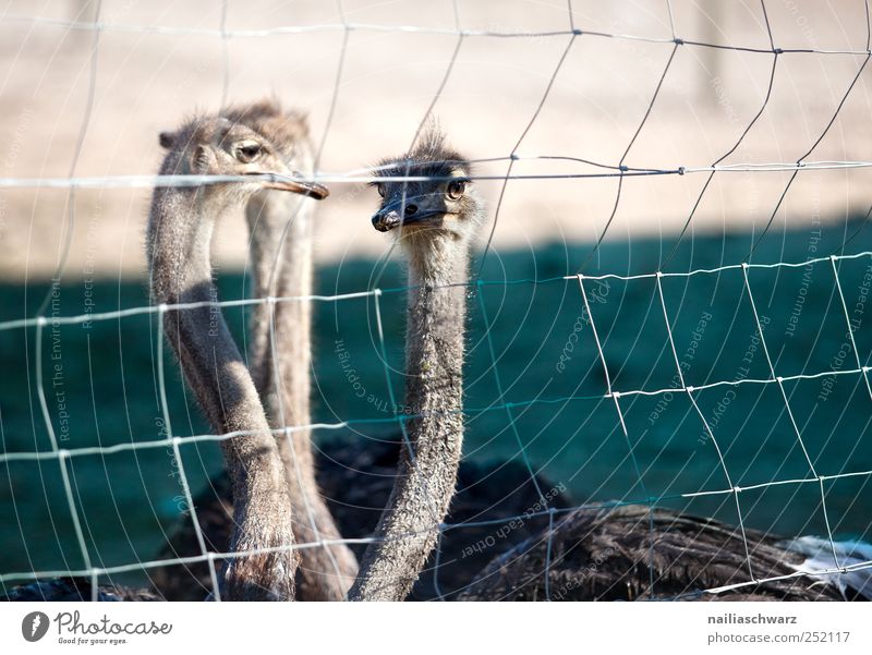 Three Agriculture Forestry ostrich farm Animal Farm animal Bird Animal face Ostrich 3 Fence Observe Looking Together Natural Curiosity Blue Brown Moody