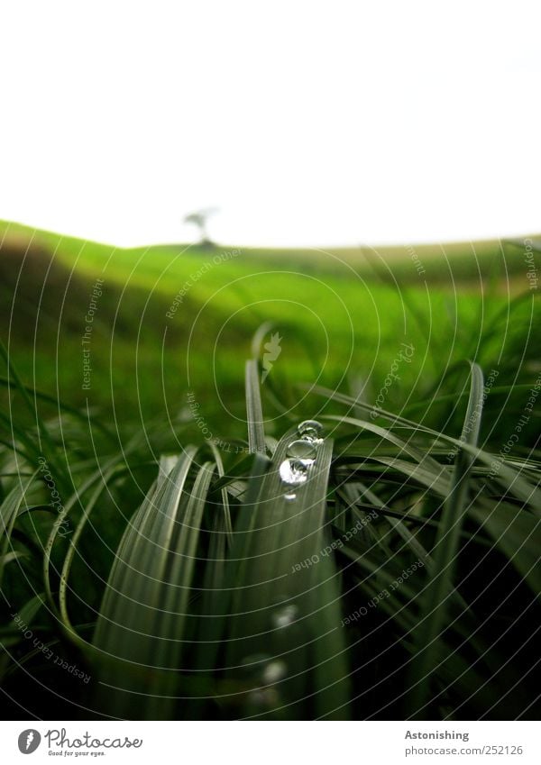 drops Environment Nature Landscape Plant Water Sky Horizon Summer Climate Weather Beautiful weather Rain Tree Grass Leaf Meadow Hill Fresh Cold Wet