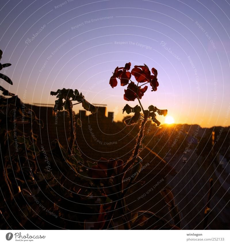 Sunset Environment Nature Plant Flower Orchid Downtown Skyline Window Window pane View from a window Street Beautiful Green Blue Yellow Black Dark Red