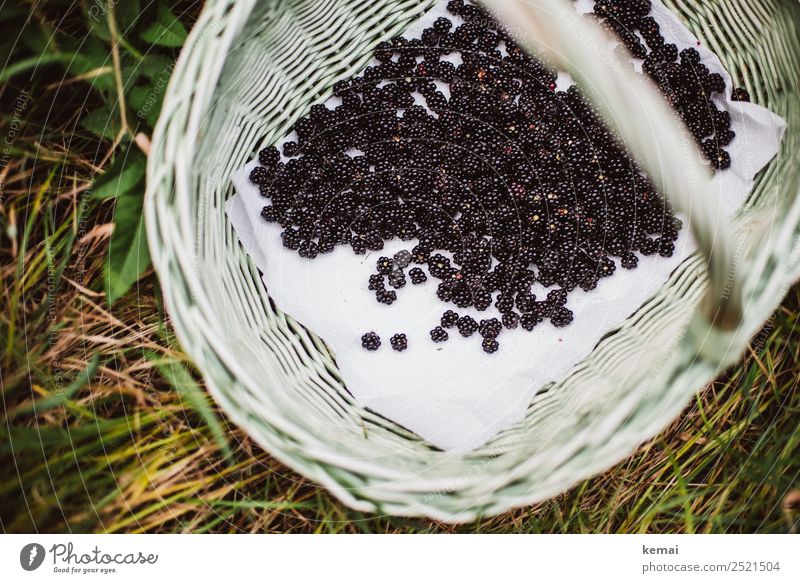 Blackberries in basket Fruit Blackberry Nutrition Picnic Organic produce Vegetarian diet Slow food Basket Lifestyle Harmonious Well-being Calm