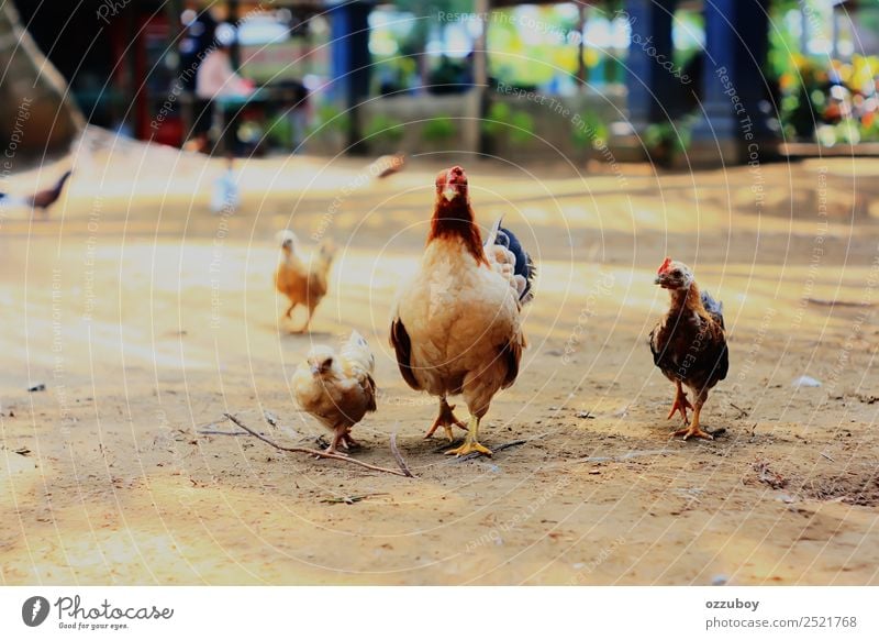 domestic chicken in the field Animal Farm animal Chick Chicken 3 4 Group of animals Baby animal Animal family Movement Self-confident Love of animals