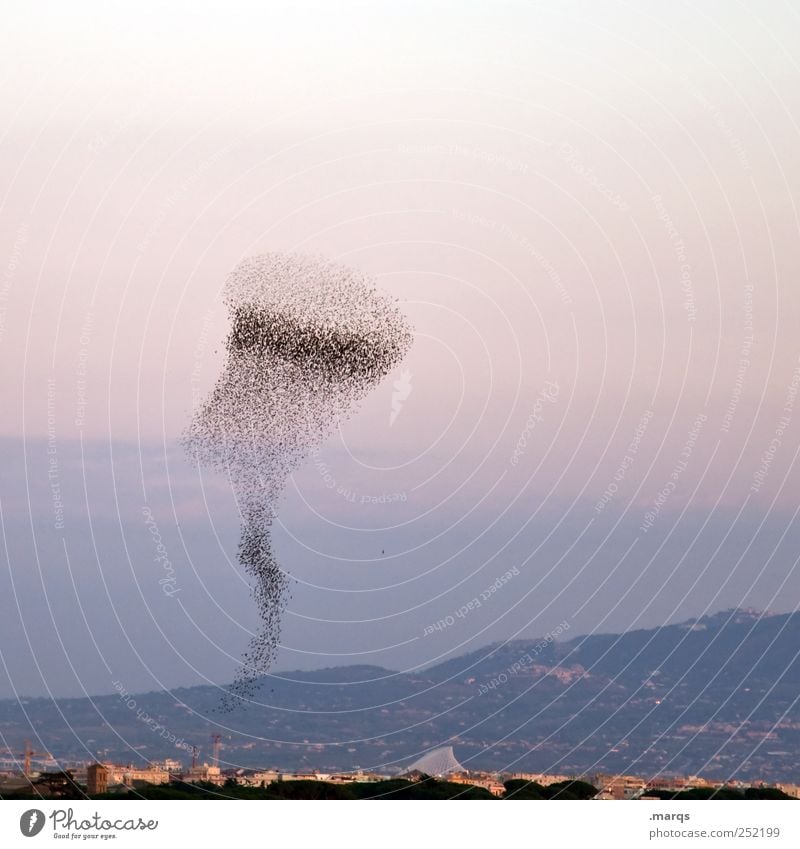 The Swarm City trip Environment Nature Landscape Sky Rome Italy Animal Bird Flock Flying Exceptional Many Teamwork Attachment Migration Aviation Horizon