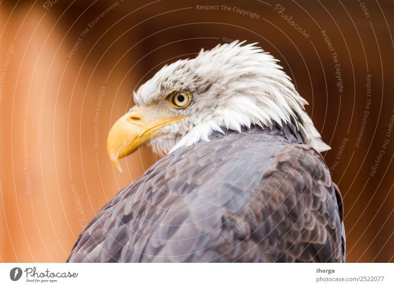 Portrait of a bald eagle (haliaeetus leucocephalus) Face Freedom Nature Animal Bald or shaved head Wild animal Bird Wing 1 Brown Yellow Black White American