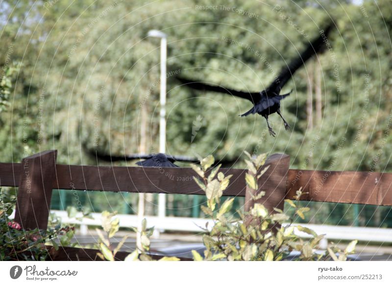 fly away Animal Wild animal Bird Raven birds 2 Pair of animals Flying Multicoloured Movement Moody Wing Fence Captured Lantern Tree Bushes Behind Timidity