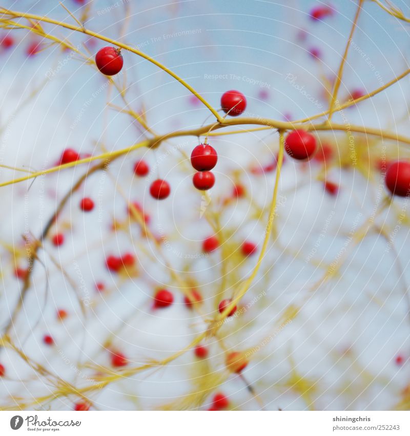 christmas tree decorations Nature Sky Autumn Plant asparagus bush Field Network Attachment Sphere Asparagus field Interlaced confused Colour photo Exterior shot