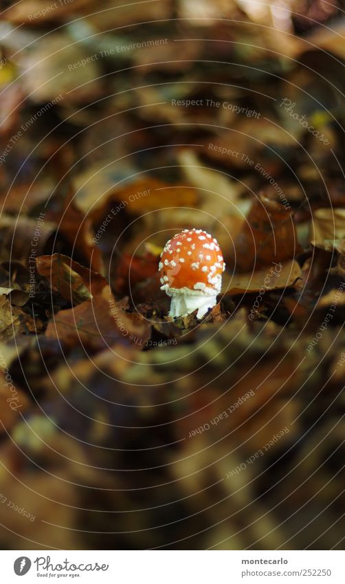 lucky devil Environment Nature Earth Autumn Beautiful weather Leaf Brown Multicoloured Red White Mushroom Amanita mushroom venomously Colour photo Exterior shot