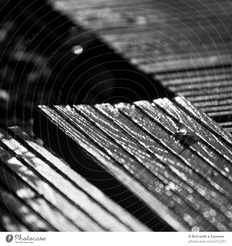 uninhibitedly solved Terrace Garden Wooden board Dark Simple Glittering Furrow Wet Horticulture Hallway Black & white photo Exterior shot Close-up Detail