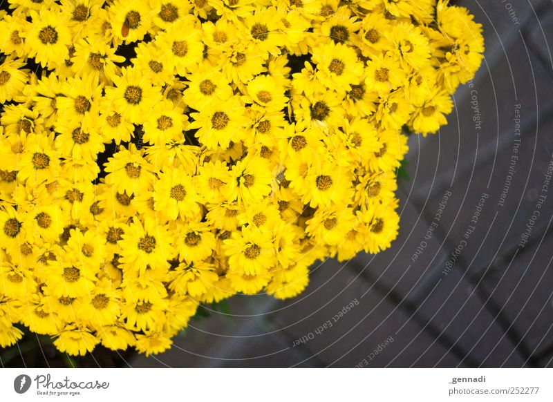 yellow Plant Spring Summer Flower Blossom Fragrance Fresh Yellow Colour photo Exterior shot Detail Deserted Copy Space right Day Sunlight Shallow depth of field