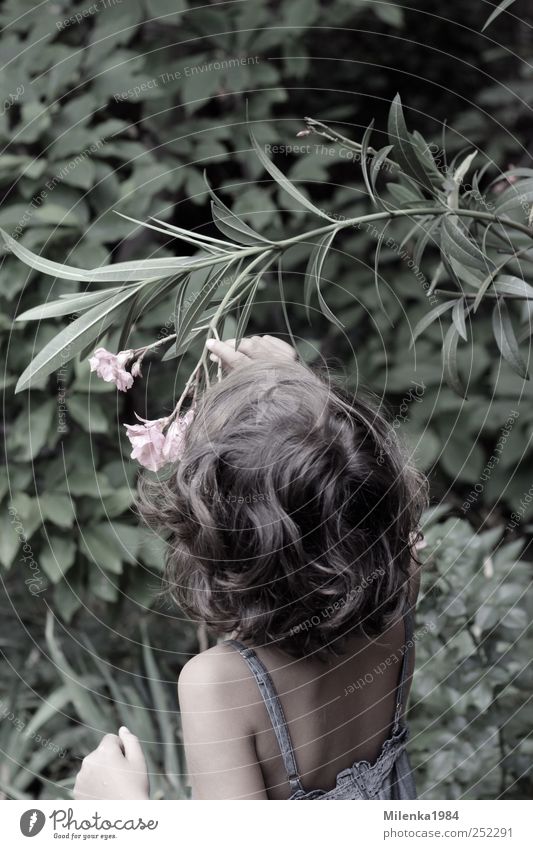 subtle fragrance Human being Child Girl Head Hair and hairstyles 1 3 - 8 years Infancy Garden Park Spring fever Fragrance Odor sniff Oleander Blossom