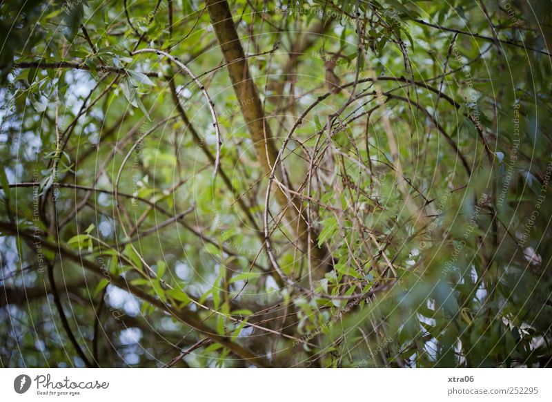 View upwards Environment Nature Plant Tree Leaf Foliage plant Above Green Branch Leaf canopy confused Whorl Colour photo Exterior shot