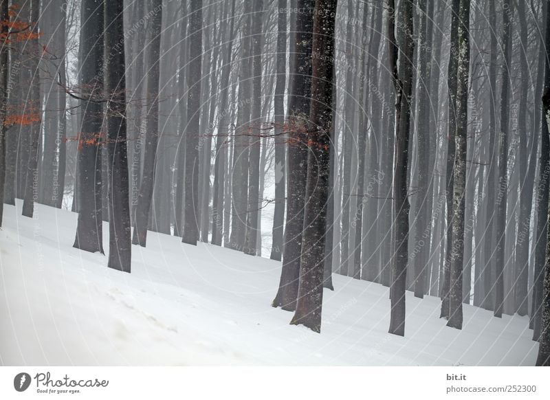 Bald, bald & cold Environment Nature Landscape Plant Winter Climate Weather Bad weather Ice Frost Snow tree Forest chill Gray Black White Loneliness