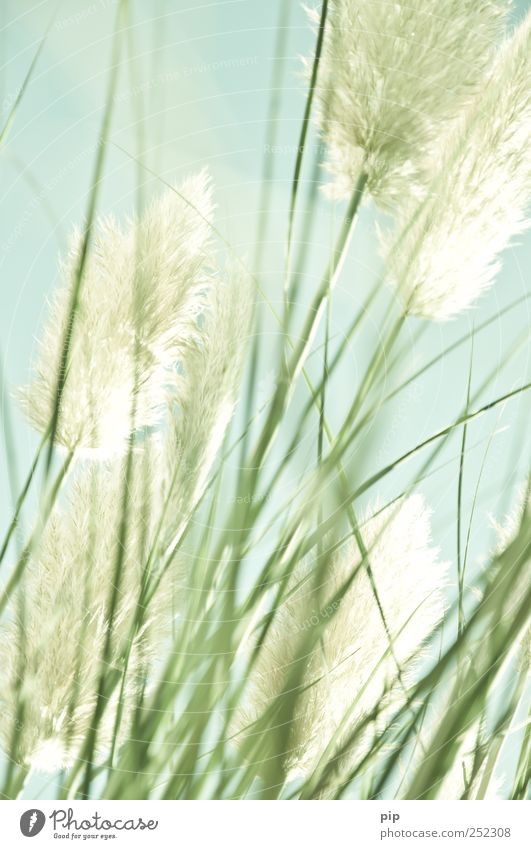 in the pampa Nature Plant Grass Foliage plant Blade of grass Pampas grass Blossom Elegant Thin Light green Delicate Soft Transience Ornamental plant