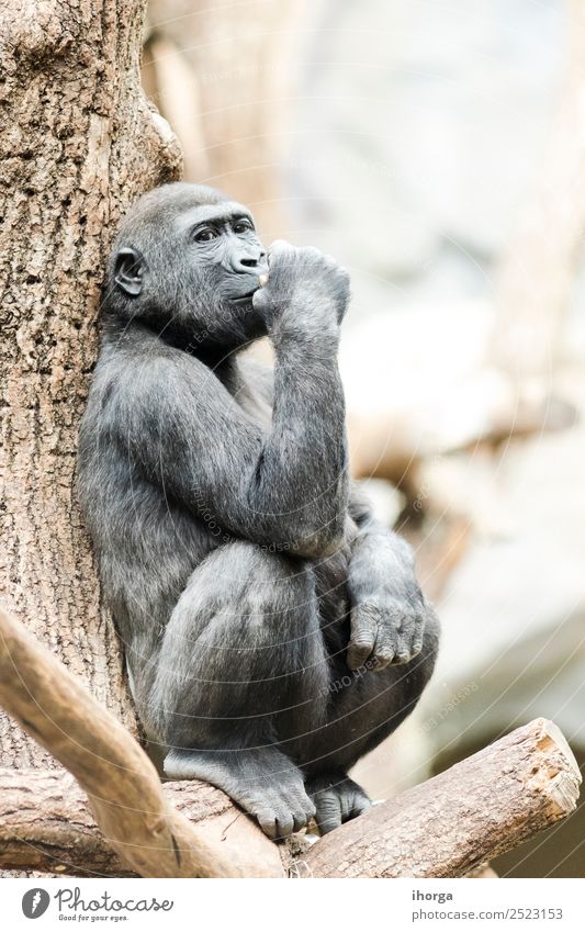 Gorilla sitting on a tree thoughtfully in daylight Face Mountain Zoo Nature Animal Park Forest Virgin forest Fur coat Wild animal 1 Natural Strong White