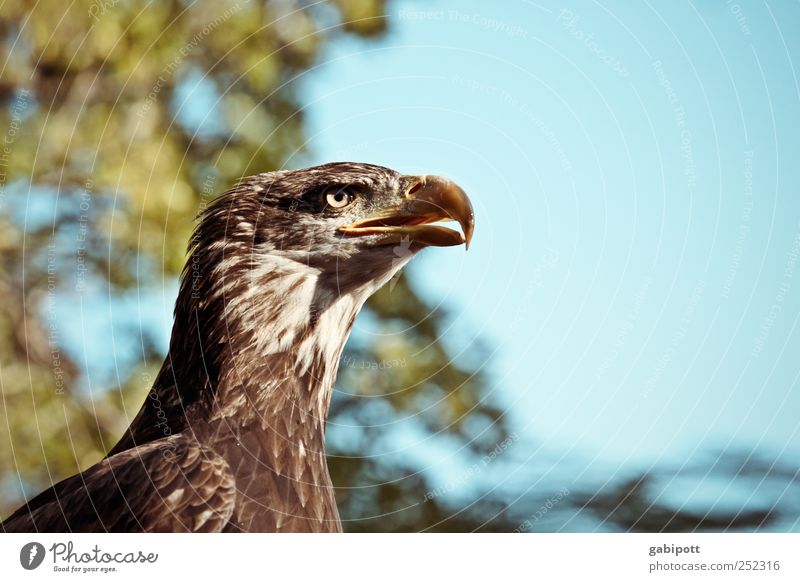 vigilant Environment Nature Sky Animal Wild animal Bird Animal face Eagle Beak Eyes 1 Observe Esthetic Exceptional Elegant Blue Brown Self-confident Success