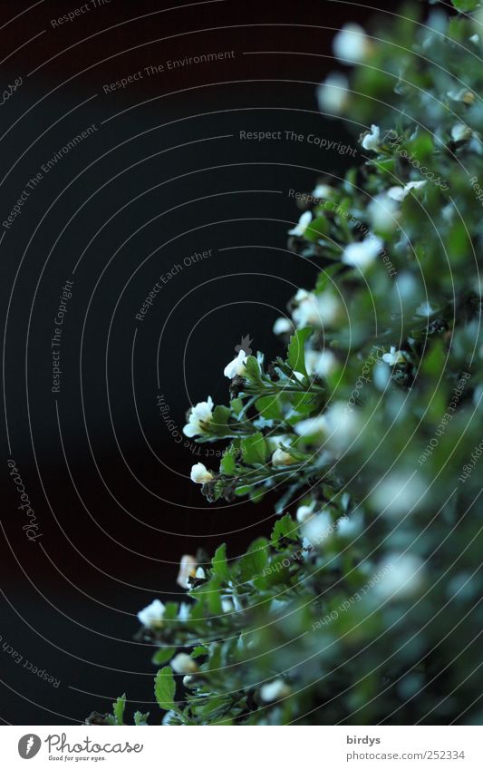 nightshade Plant Blossoming Natural Green Black White Nature Perspective Leaf Small Many Contrast Dark Dark green Flower white flowers Diagonal Colour photo