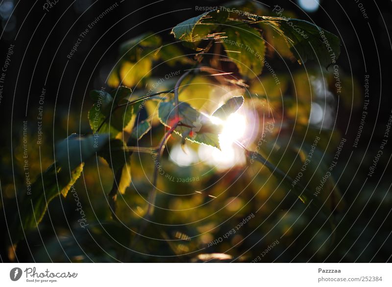 forest light Environment Plant Summer Beautiful weather Leaf Discover Clearing Twig Branch Green Colour photo Exterior shot Deserted Sunbeam Back-light