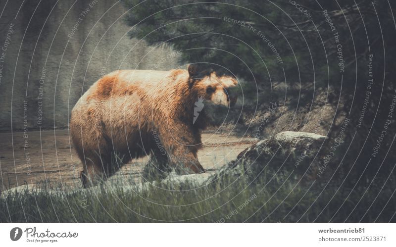 The haunter Zoo Nature Animal Park Forest Wild animal Brown Power Dangerous Bear Brown bear Hunter aggressive lurking threatening wildlife Mammal danger big