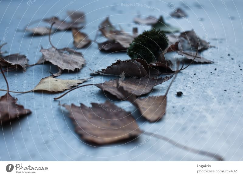 Autumn again Table Plant Leaf Natural Dry Brown Gray Moody Frustration Limp Autumnal Autumn leaves Early fall Seasons Birch leaves Transience Subdued colour