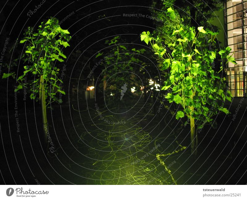 Butterflies and flies in the night Vine Night Long exposure Insect Lighting Flying