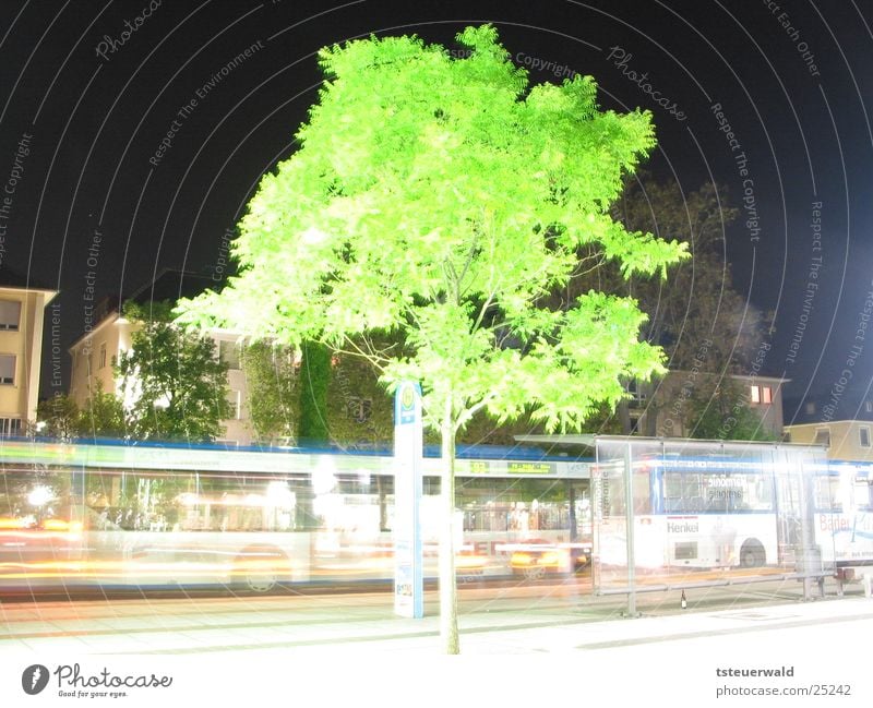 Tree in front of bus stop Night Long exposure Deciduous tree Transport Heilbronn Station Bus Street