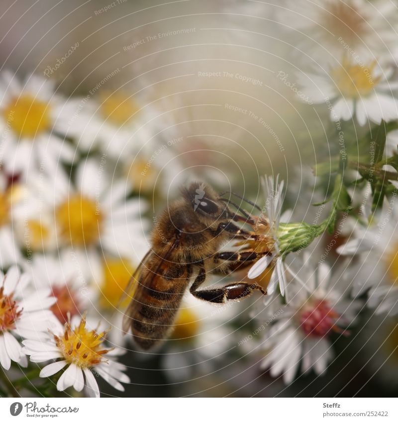 docked onto an aster Aster Berthed differently Extract Bee Easy Ease Autumnal Flower Fragrance autumn garden Dock To feed Crawl White Early fall naturally