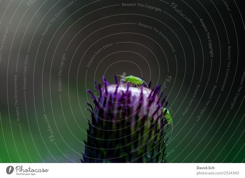 Aphids on a thistle Nature Plant 2 Animal Crawl Walking Green Violet Greenfly Thistle Destructive weed plant suckers Colour photo Close-up
