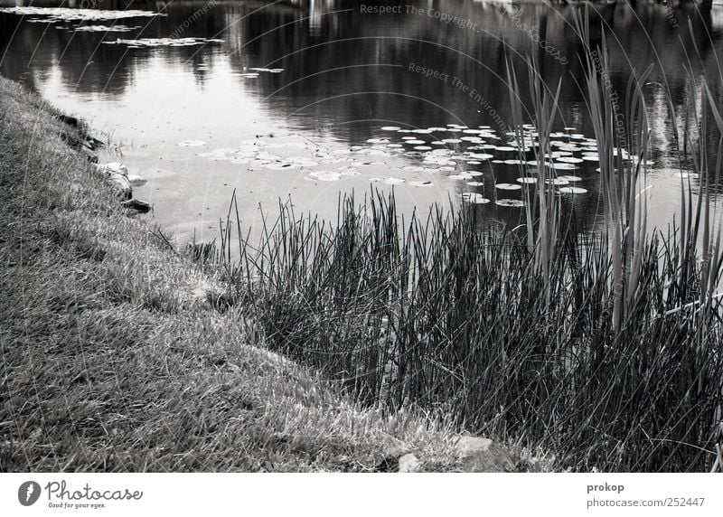 A piece of pond Environment Nature Landscape Plant Earth Water Beautiful weather Grass Bushes Leaf Park Coast Lakeside Pond Simple Natural Warm-heartedness