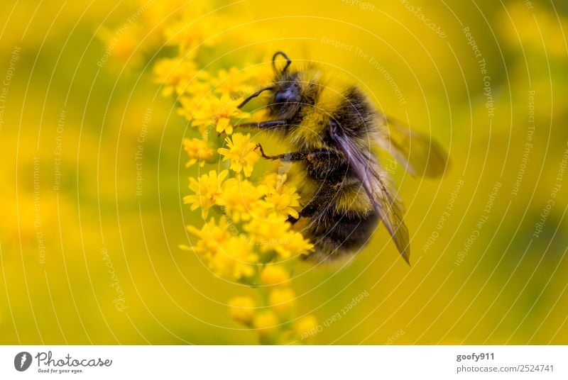 bumblebee Elegant Trip Environment Nature Sunlight Spring Summer Plant Flower Blossom Garden Park Meadow Animal Farm animal Wild animal Bumble bee 1