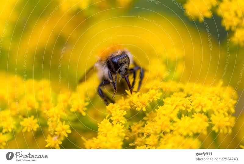 Bumblebee at work Trip Environment Nature Sunlight Spring Summer Beautiful weather Flower Blossom Garden Park Meadow Animal Farm animal Wild animal Animal face