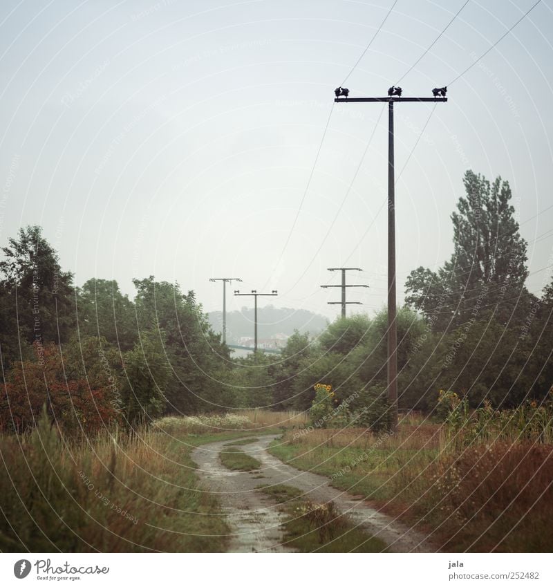 dirt road Environment Nature Landscape Plant Sky Tree Grass Bushes Foliage plant Wild plant Electricity pylon Lanes & trails Natural Colour photo Exterior shot