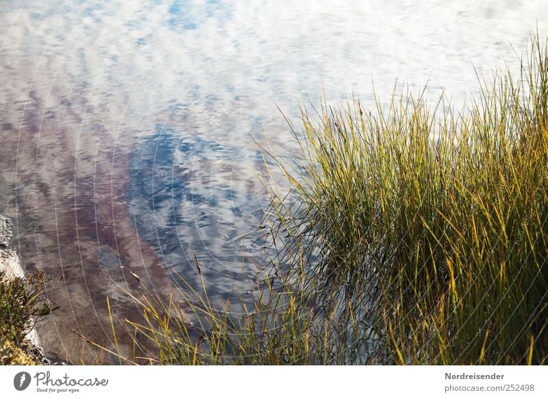 Watercolours in the North Wellness Life Harmonious Senses Relaxation Summer Nature Plant Beautiful weather Lakeside Observe Esthetic Pure Clean Drinking water