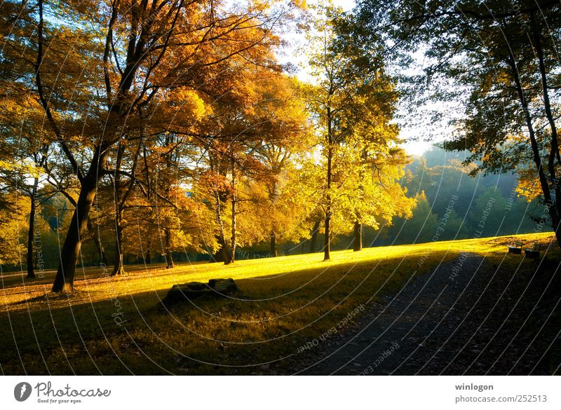 autumn glow Environment Nature Landscape Plant Sun Sunlight Autumn Tree Grass Leaf Forest Park Autumn leaves Autumnal Autumnal landscape Beautiful Yellow