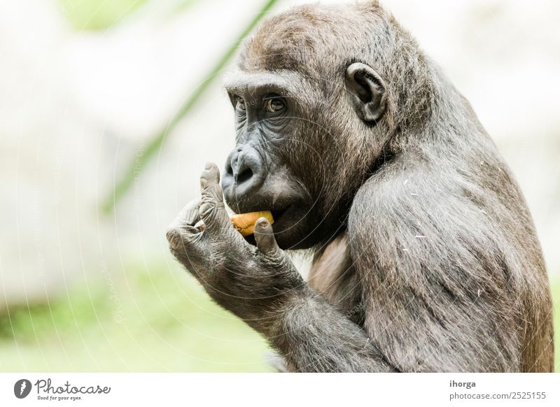 Close-up portrait of gorilla eating fruit in daylight Face Mountain Zoo Nature Animal Park Forest Virgin forest Fur coat Wild animal 1 Natural Strong White