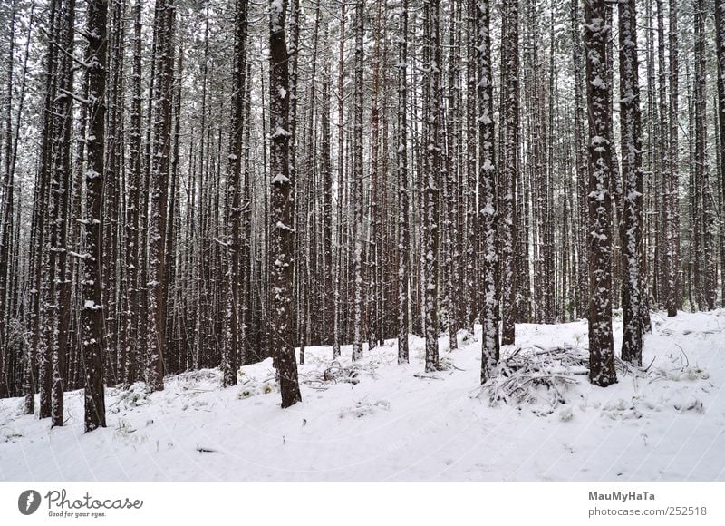 blown snow forest Nature Landscape Plant Water Clouds Horizon Winter Climate Bad weather Ice Frost Snow Tree Park Forest Adventure Aggression Chaos Relaxation