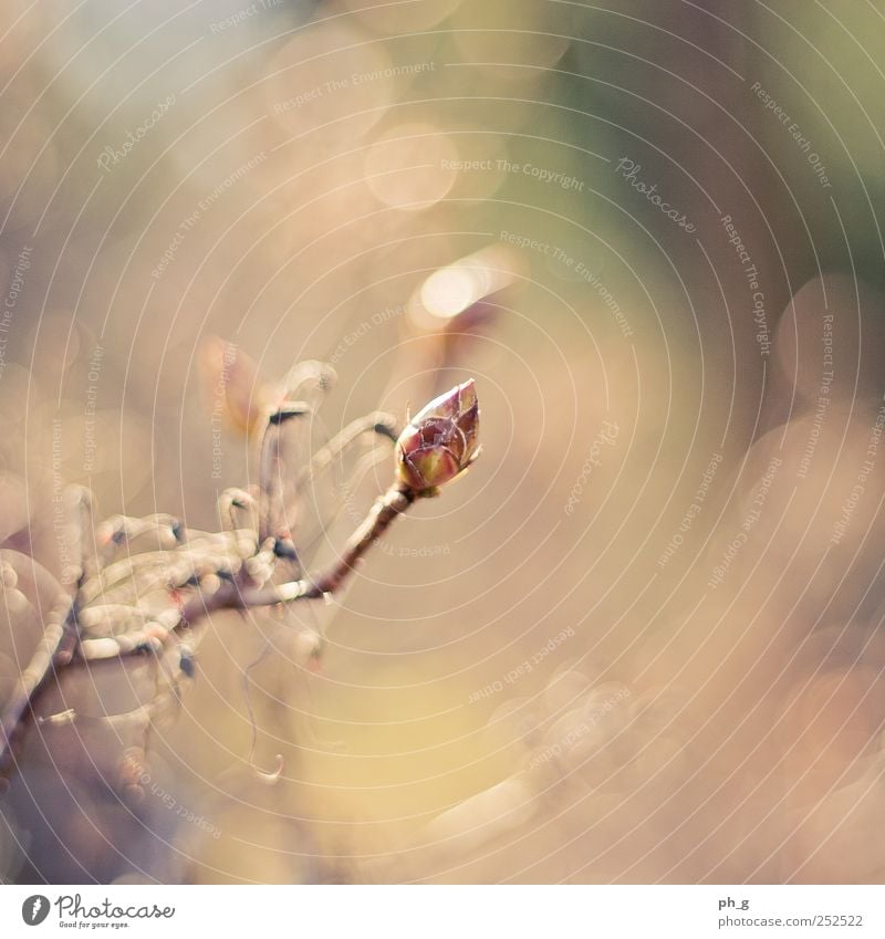 Winter's gone Nature Plant Spring Bushes Blossom Wild plant Bud Park Brown Yellow Green Spring fever Warm-heartedness Life Colour photo Exterior shot Detail