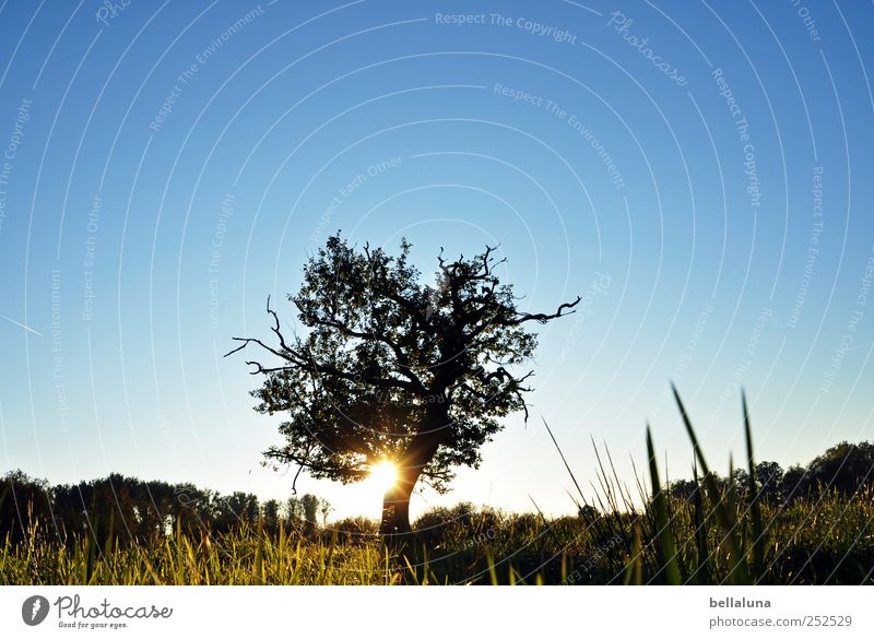 Evening sun in Drömling Environment Nature Landscape Plant Sky Cloudless sky Sunrise Sunset Sunlight Summer Autumn Beautiful weather Tree Grass Wild plant