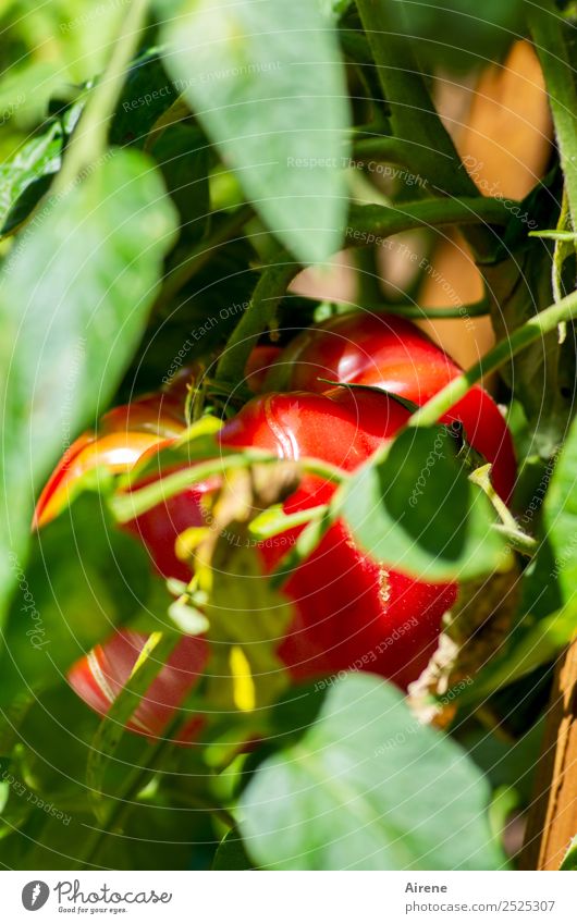 Hiding doesn't count! Vegetable Lettuce Salad Tomato Organic farming Raw vegetables Organic produce Summer Agricultural crop Tomato plantation Garden