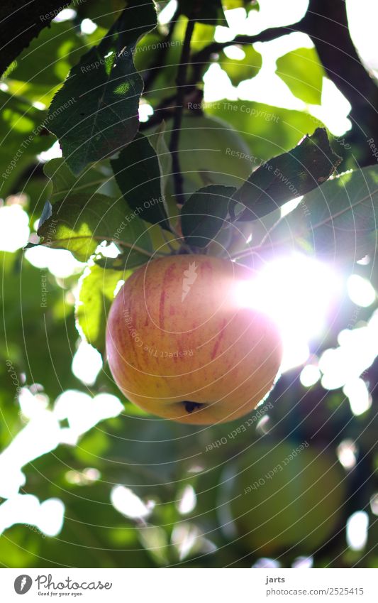 apple on the tree I Fruit Apple Summer Autumn Beautiful weather Tree Leaf Garden Field Fresh Healthy Natural Sweet Gold Red Colour Nature Colour photo