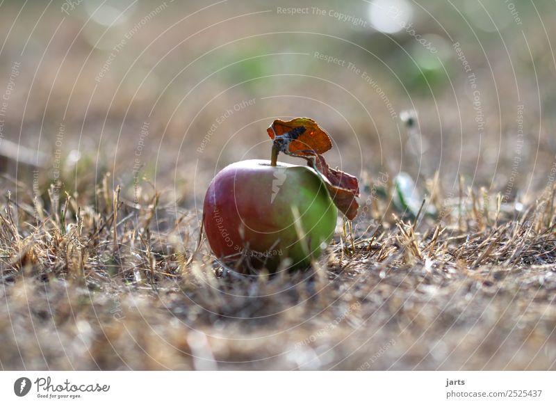 summer 2018 Fruit Summer Beautiful weather Drought Grass Meadow Fresh Healthy Natural Dry Nature Climate change Apple Colour photo Exterior shot Close-up