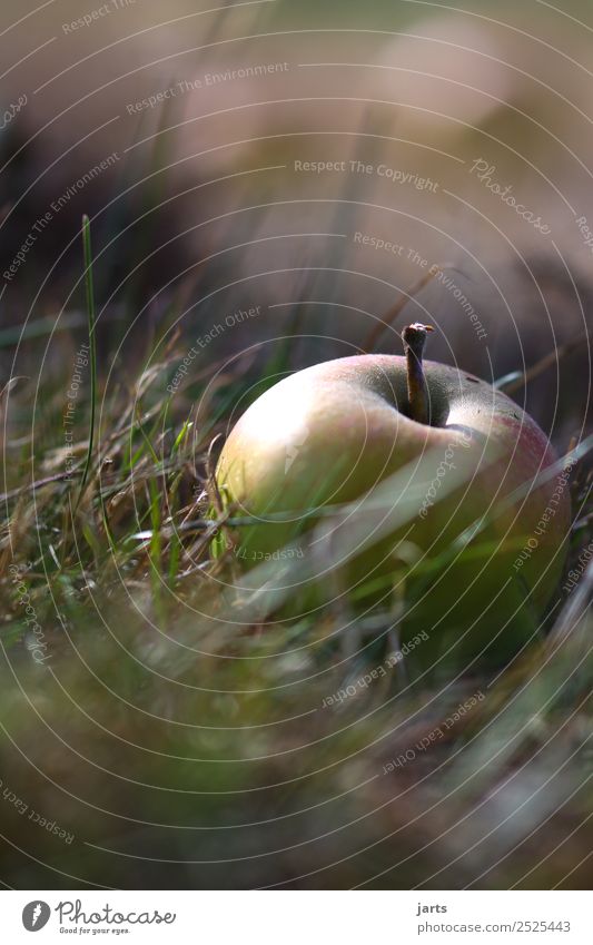 apple Fruit Summer Autumn Beautiful weather Plant Grass Meadow Field Healthy Natural Nature Organic produce Colour photo Subdued colour Exterior shot Close-up