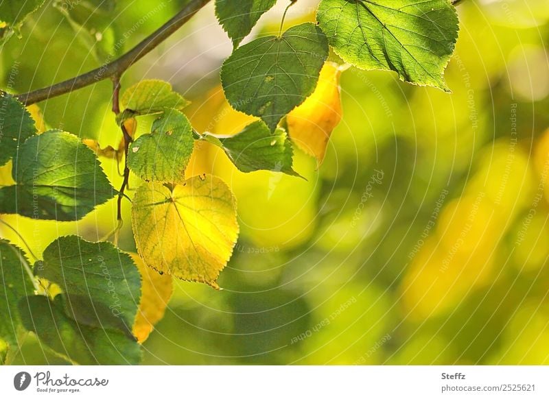 Lime leaves in late summer Lime tree Deciduous tree lime leaves Mood lighting Transience September sunny September transient Warm light September weather