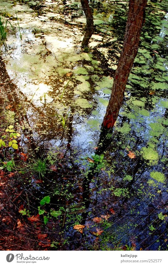 the beaver was it Environment Nature Landscape Plant Animal Water Summer Autumn Climate Climate change Weather Tree Moss Forest Virgin forest Lakeside Bay Pond