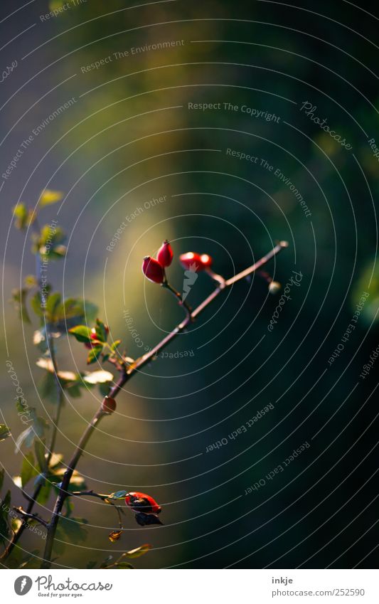 rose hip Nature Plant Autumn Bushes Wild plant Rose hip Dog rose Park Thin Small Long Near Natural Beautiful Blue Brown Multicoloured Green Red Moody Colour