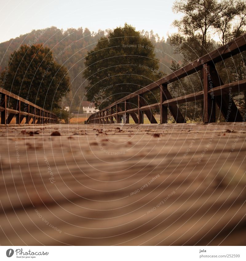 CHAMANSÜLZ | at the bridge Environment Nature Autumn Plant Tree Bridge Old Natural Brown Green Colour photo Exterior shot Deserted Morning